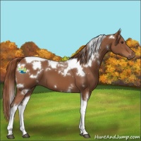 Horse Color:White Spotted Chestnut Tobiano 