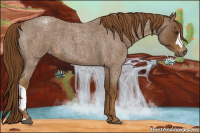 Horse Color:Gray Red Roan Appaloosa 