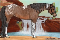 Horse Color:Bay Appaloosa  and Bay Tobiano Appaloosa 