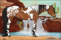 Horse Color:Gray Bay Tobiano Appaloosa