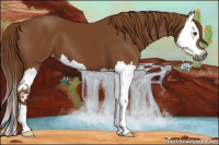 Horse Color:Gray Chestnut Splash Appaloosa 