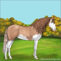 Horse Color:Gold Champagne Splash 