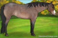 Horse Color:Brown Roan 