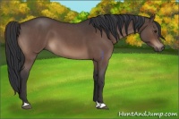 Horse Color:Brown Roan