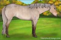 Horse Color:Silver Brown Roan Dun 