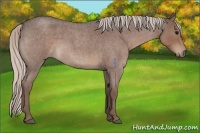 Horse Color:Silver Blue Roan