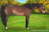 Horse Color:Brown Roan Sabino