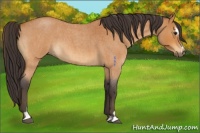 Horse Color:Buckskin Roan Sabino