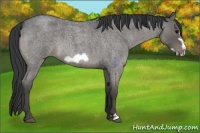 Horse Color:Blue Roan Frame