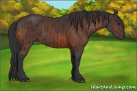 Horse Color:Black  and Brown 