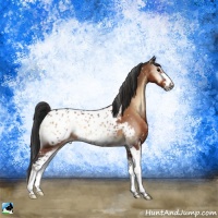 Horse Color:Brown Onyx Sabino Appaloosa
