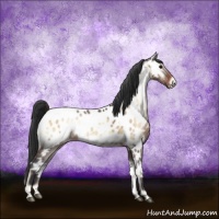 Horse Color:Brown Ice Onyx Appaloosa 