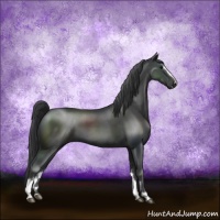 Horse Color:Black Sabino 