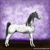 Horse Color:White Spotted Black Appaloosa Rabicano 