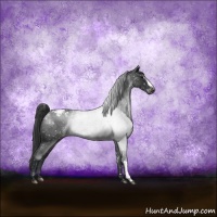 Horse Color:Blue Roan Appaloosa