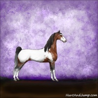 Horse Color:Bay Sabino Snowcap Rabicano