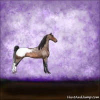 Horse Color:Bay Roan Snowcap 