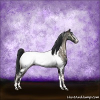 Horse Color:White Spotted Blue Onyx Sabino Appaloosa