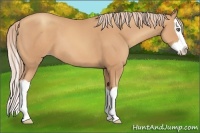 Horse Color:Gold Champagne Splash