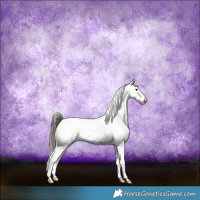 Horse Color:Black Sabino Appaloosa Rabicano