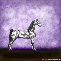 Horse Color:Black Sabino Near Leopard Rabicano 