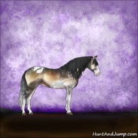 Horse Color:Brown Onyx Sabino Appaloosa Rabicano 