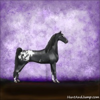 Horse Color:Black Sabino Appaloosa Rabicano