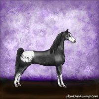 Horse Color:Black Sabino Appaloosa Rabicano 