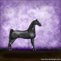 Horse Color:Black Sabino Appaloosa Rabicano