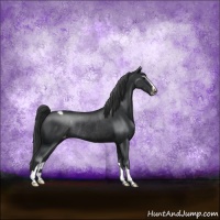 Horse Color:Black Sabino Varnish Rabicano 