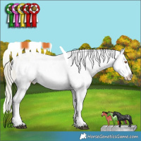 Horse Color:Watercolor Grullo Chinchilla Tobiano Appaloosa Rabicano 