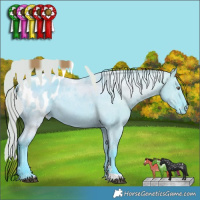 Horse Color:Watercolor Grullo Chinchilla Tobiano Appaloosa Rabicano