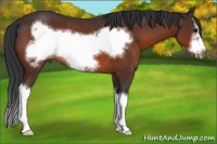 Horse Color:Bay Sabino Splash Frame Rabicano