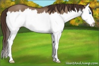 Horse Color:Liver Red Dun Splash 