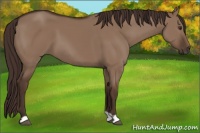 Horse Color:Liver Red Dun