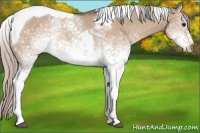 Horse Color:White Spotted Silver Bay Dun Tobiano 