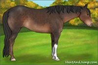 Horse Color:Liver Chestnut 