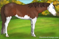 Horse Color:Liver Chestnut Splash 