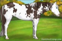 Horse Color:White Spotted Liver Chestnut Splash 