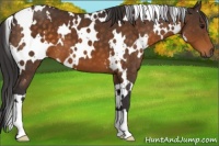 Horse Color:White Spotted Buckskin