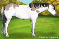 Horse Color:White Spotted Bay Dun Splash Frame 