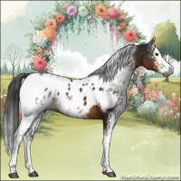 Horse Color:Gray White Spotted Brown Sabino Splash Appaloosa 
