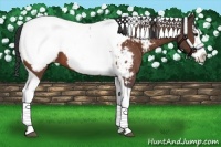 Horse Color:Brown Splash Tobiano Appaloosa 