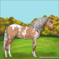Horse Color:White Spotted Silver Brown Dun 