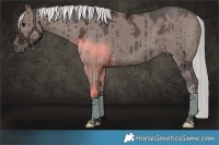 Horse Color:Liver Red Dun Ice Mushroom Tobiano Brindle 