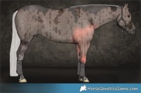 Horse Color:Liver Red Dun Ice Mushroom Tobiano Brindle 