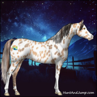 Horse Color:Amber Champagne Appaloosa and Amber Champagne Appaloosa