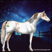 Horse Color:Gold Champagne Appaloosa  and Gold Champagne Appaloosa Rabicano 