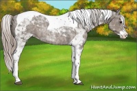 Horse Color:Silver Black Splash Tobiano Appaloosa