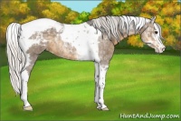 Horse Color:Silver Smoky Blue Roan Splash Tobiano Appaloosa 
